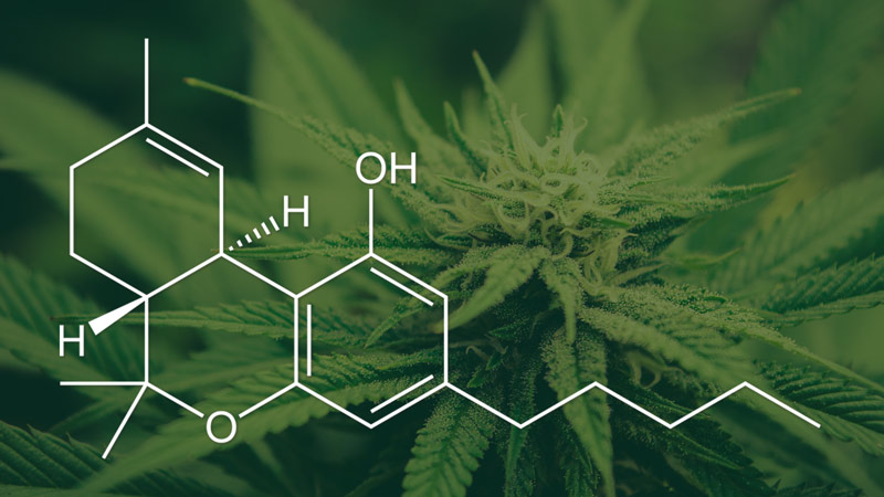 A Guide To Cannabinoids And What They Do :: Flyhi.com